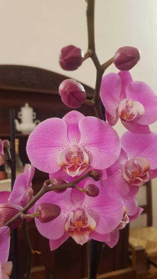 Ginevra Casa Vacanze Panzano in Chianti Eksteriør billede